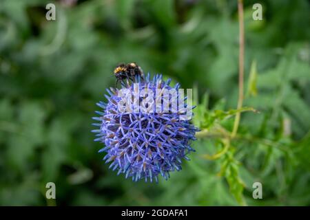 bumble bee assis sur un beau chardon de globe bleu Banque D'Images