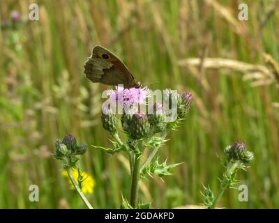 papillon brun prairie rassemblant le nectar d'un chardon Banque D'Images