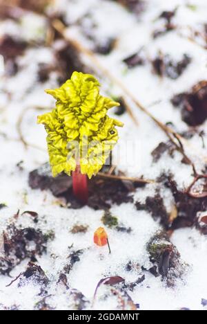 Début des pousses de rhubarbe venant à travers la neige en Ecosse, Royaume-Uni. Banque D'Images