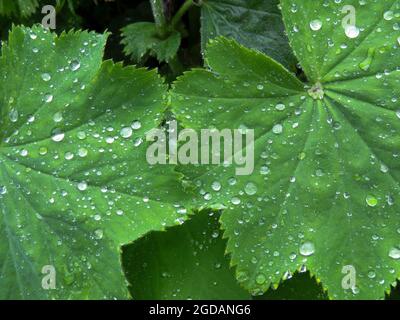 gouttes de pluie sur les feuilles du manteau de la dame de jardin Banque D'Images