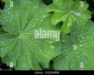 gouttes de pluie sur les feuilles du manteau de la dame de jardin Banque D'Images