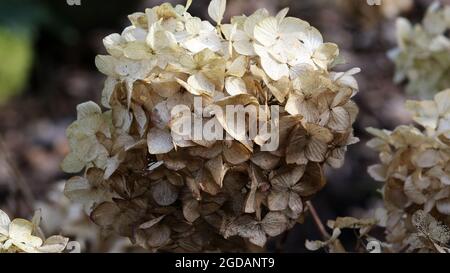 Gros plan de l'hortensia paniculata, hytensia paniculé sec. Banque D'Images