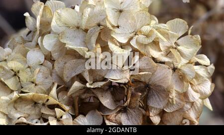 Gros plan de l'hortensia paniculata, hytensia paniculé sec. Banque D'Images