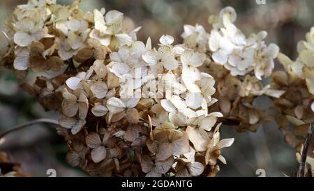 Gros plan de l'hortensia paniculata, hytensia paniculé sec. Banque D'Images