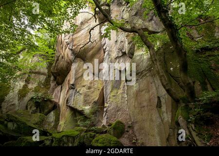 canyon rocheux de la montagne de Stenzelberg dans la chaîne de montagnes de Siebengebirge près de Koenigswinter, la montagne a servi de carrière pour la latite de quartz jusqu'à la Th Banque D'Images