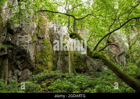 canyon rocheux de la montagne de Stenzelberg dans la chaîne de montagnes de Siebengebirge près de Koenigswinter, la montagne a servi de carrière pour la latite de quartz jusqu'à la Th Banque D'Images