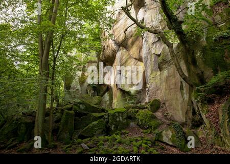 canyon rocheux de la montagne de Stenzelberg dans la chaîne de montagnes de Siebengebirge près de Koenigswinter, la montagne a servi de carrière pour la latite de quartz jusqu'à la Th Banque D'Images