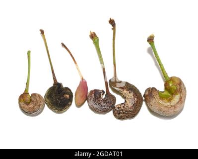 Plusieurs prunes infectées par le champignon Taphrina pruni de la Galle pruni sont isolées sur fond blanc Banque D'Images