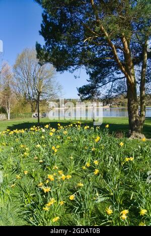 Jour de printemps ensoleillé à Linlithgow loch, Peel. Vue sur le loch. Jonquilles. Cygnes. West Lothian, Écosse centrale Royaume-Uni. Banque D'Images