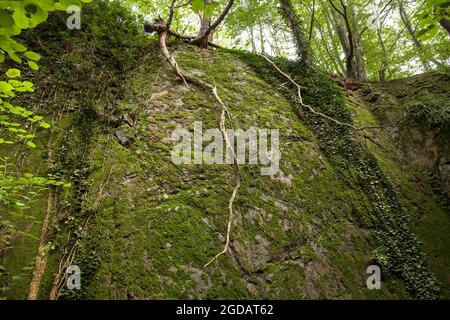 canyon rocheux de la montagne de Stenzelberg dans la chaîne de montagnes de Siebengebirge près de Koenigswinter, la montagne a servi de carrière pour la latite de quartz jusqu'à la Th Banque D'Images