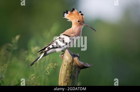 hoopoe est assis sur une souche Banque D'Images