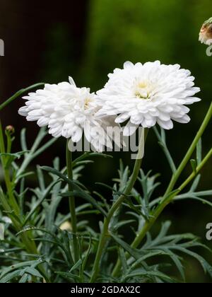 Double complexe de fleurs d'été de la moitié robuste marguerite Marguerite Marguerite Daisy, Argyranthemum frutescens 'Molimba Double White' Banque D'Images