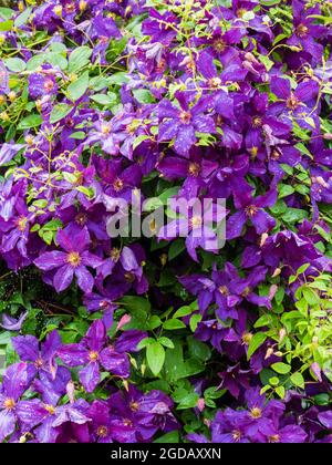 Fleurs violettes du Groupe 3, grimpeur dur en fleurs à la fin de l'été, Clematis viticella 'Etoile Violette' Banque D'Images