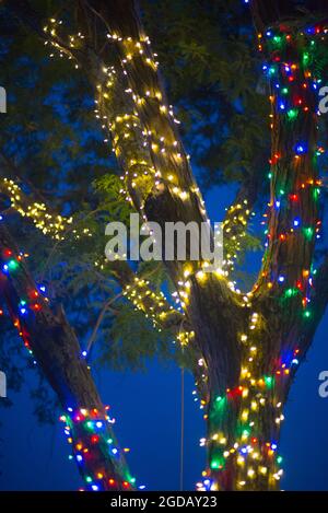 Des lumières colorées accrochaient un arbre Banque D'Images