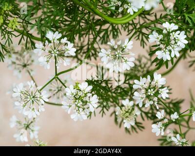 Fleurs d'ombellifères blanches de l'herbe culinaire annuelle cilantro ou coriandre, Coriandrum sativum Banque D'Images