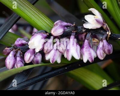 Fleurs d'été blanches et pourpres de l'herbe de mondo noire vivace, Ophiopogon planiscapus 'nigrescens' Banque D'Images