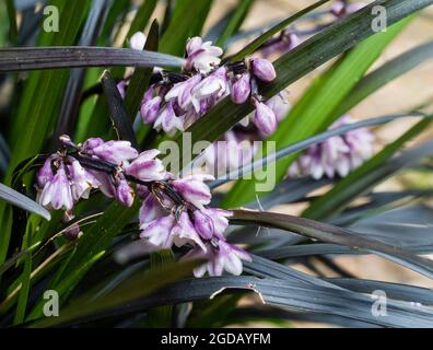 Fleurs d'été blanches et pourpres de l'herbe de mondo noire vivace, Ophiopogon planiscapus 'nigrescens' Banque D'Images