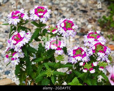 Fleurs blanches, rouges et violettes de la plante à fleurs tendre d'été, Verbena 'Parkle Purple Blues' Banque D'Images