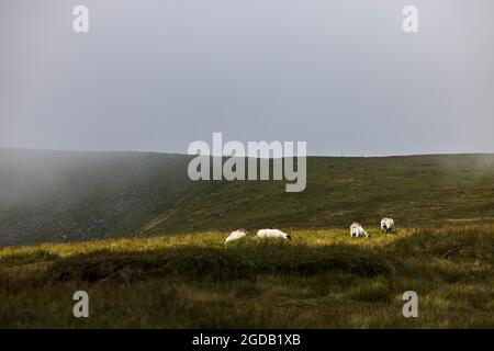 Moutons paissant dans une zone de lumière du soleil à travers la brume sur le sommet de la montagne de Lugnaquilla, la plus haute à Leinster, comté de Wicklow, Irlande Banque D'Images