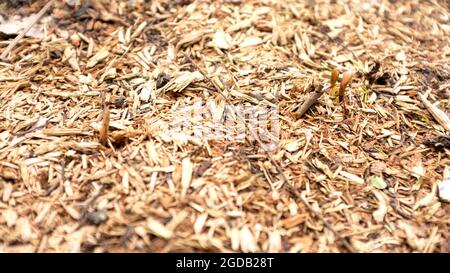 Écorce et copeaux de bois pour la couverture de terre pour empêcher les mauvaises herbes Banque D'Images