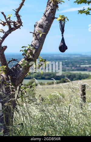 Le poo de déchets de chien de sac noir cintre l'arbre de branche Banque D'Images