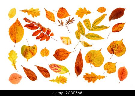 Ensemble de feuilles d'automne naturelles isolées sur fond blanc. Vue de dessus. Banque D'Images