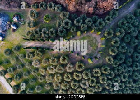 Vue aérienne des oliviers Banque D'Images