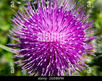 Chardon Bloom - la grande fleur rose d'une sorte de plante de chardon. Banque D'Images