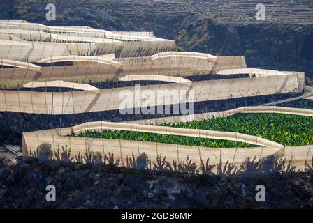 Plantations de bananes près d'Alcala, Tenerife, Iles Canaries, Espagne Banque D'Images