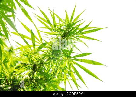 Feuilles de marijuana thaïe, cannabis ou chanvre arbre végétal illégal espèces thaïlandaises asiatiques isolées sur fond blanc. Banque D'Images
