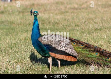 Joli comme un Peacock sur une petite ferme rurale en Pennsylvanie Banque D'Images