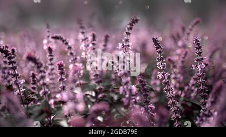 magnifique champ de menthe en fleur pourpre Banque D'Images