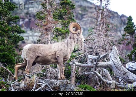 Vue sur un mouflon d'Amérique dans le parc national des Glaciers Banque D'Images