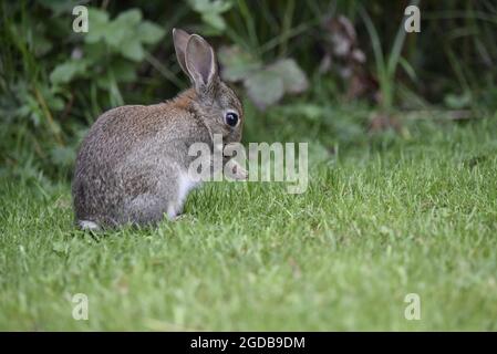 Gros plan à profil droit Portrait complet d'un lapin sauvage juvénile (Oryctolagus cuniculus) assis sur les pattes arrière, lavant la patte droite, à gauche du cadre Banque D'Images