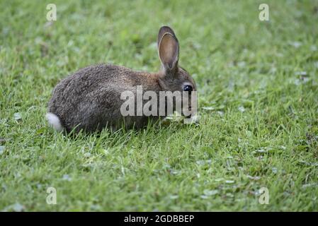 Portrait rapproché du côté droit d'un lapin sauvage juvénile (Oryctolagus cuniculus) en emportant sur l'herbe dans la campagne, au milieu du pays de Galles, en août Banque D'Images