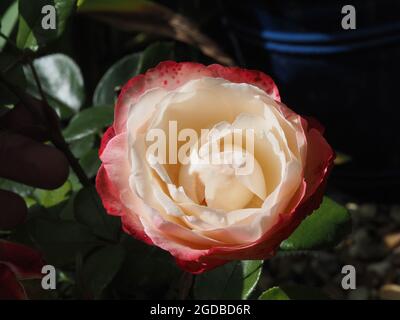 Fleur rose rouge et blanche 'Nostalgie' Banque D'Images