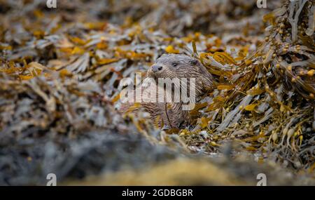 Otter sauvage à la recherche de l'algue à marée basse sur l'île de Mull, en Écosse Banque D'Images