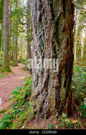 L'écorce rugueuse d'un sapin de Douglas (Pseudotsuga menziesil) sur un sentier de randonnée, Maple Ridge, B. C., Canada. Banque D'Images