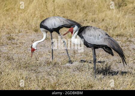 Une paire de grues en puissance se nourrissant au Botswana Banque D'Images