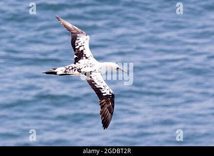 Jeune Gannet du Nord ( Morus bassanus ) volant. Notez les marquages typiques de la « clé de piano » sur les ailes d'un oiseau de 3 ans. L'échéance est de 5 ans. Banque D'Images