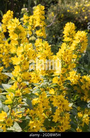 Le grand loosestrife jaune, ou Loosestrife pointillé ou tacheté, ou fleur circulaire, Lysimachia punctata, vivace avec des fleurs jaunes en été, au Royaume-Uni Banque D'Images