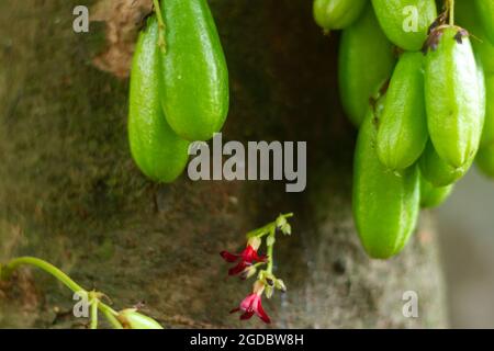 Averrhoa bilimbi (communément connu sous le nom de bilimbi, concombre ou étreuil d'arbre) est un arbre fruitier du genre Averrhoa, famille des Oxalidaceae. Banque D'Images