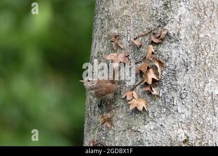 Wren - Troglodytes troglodytes - oiseau adulte perché sur un tronc d'arbre, Yorkshire England UK Banque D'Images