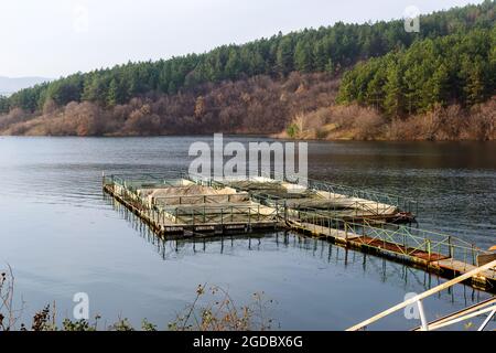 Élevage de poissons avec des chars directement dans le barrage Zhrebchevo Banque D'Images