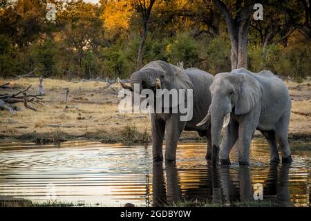 Éléphants à Moremi Game de réservation, Botswana Banque D'Images