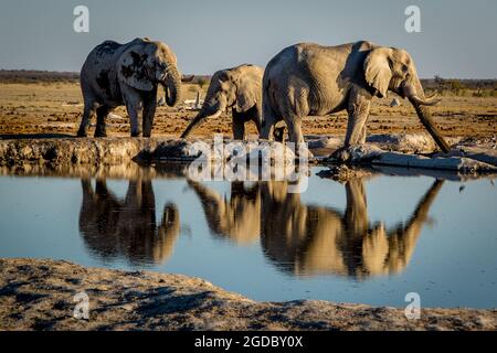 Éléphants à Nxai Pan, Botswana Banque D'Images