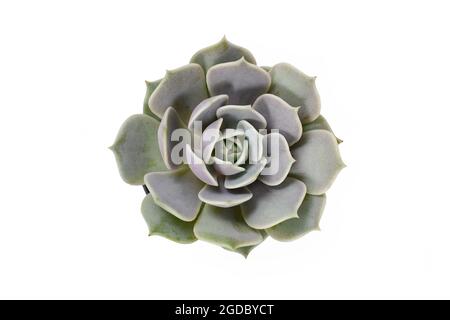 Vue de dessus de la plante succulente d'Echeveria isolée sur fond blanc Banque D'Images