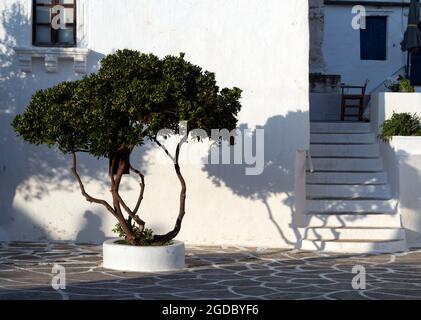 Grèce, la belle île de Sikinos. Un arbre ornemental sur la place principale de la capitale des îles, la Hora. En forme de vent, un buisson gnarlé. Banque D'Images