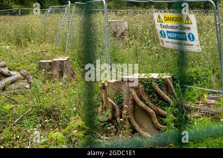 Wendover, Buckinghamshire, Royaume-Uni. 10 août 2021. Les souches d'arbres sont toutes qui restent après que HS2 a abattu une vaste zone d'arbres à Road Barn Farm juste à l'extérieur de Wendover. Crédit : Maureen McLean/Alay Banque D'Images