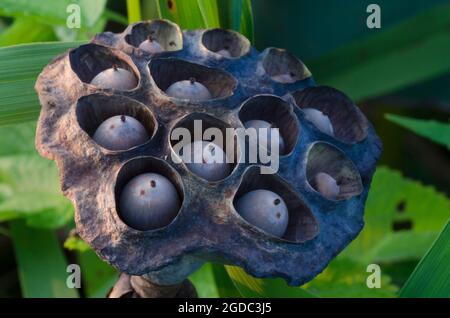 lotus américain, Nelumbo lutea, fruit Banque D'Images